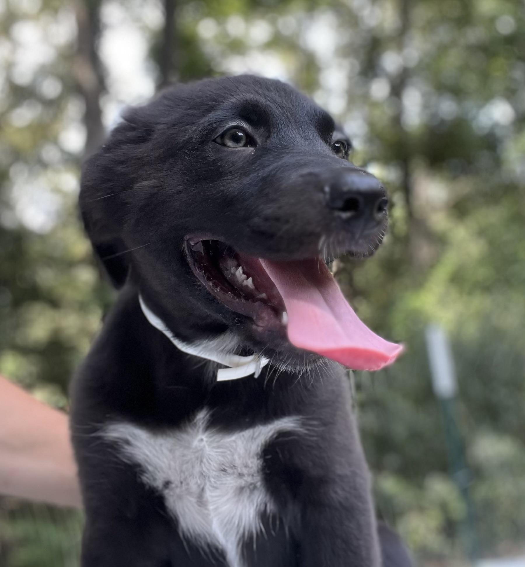Koda, Baby Male unknown