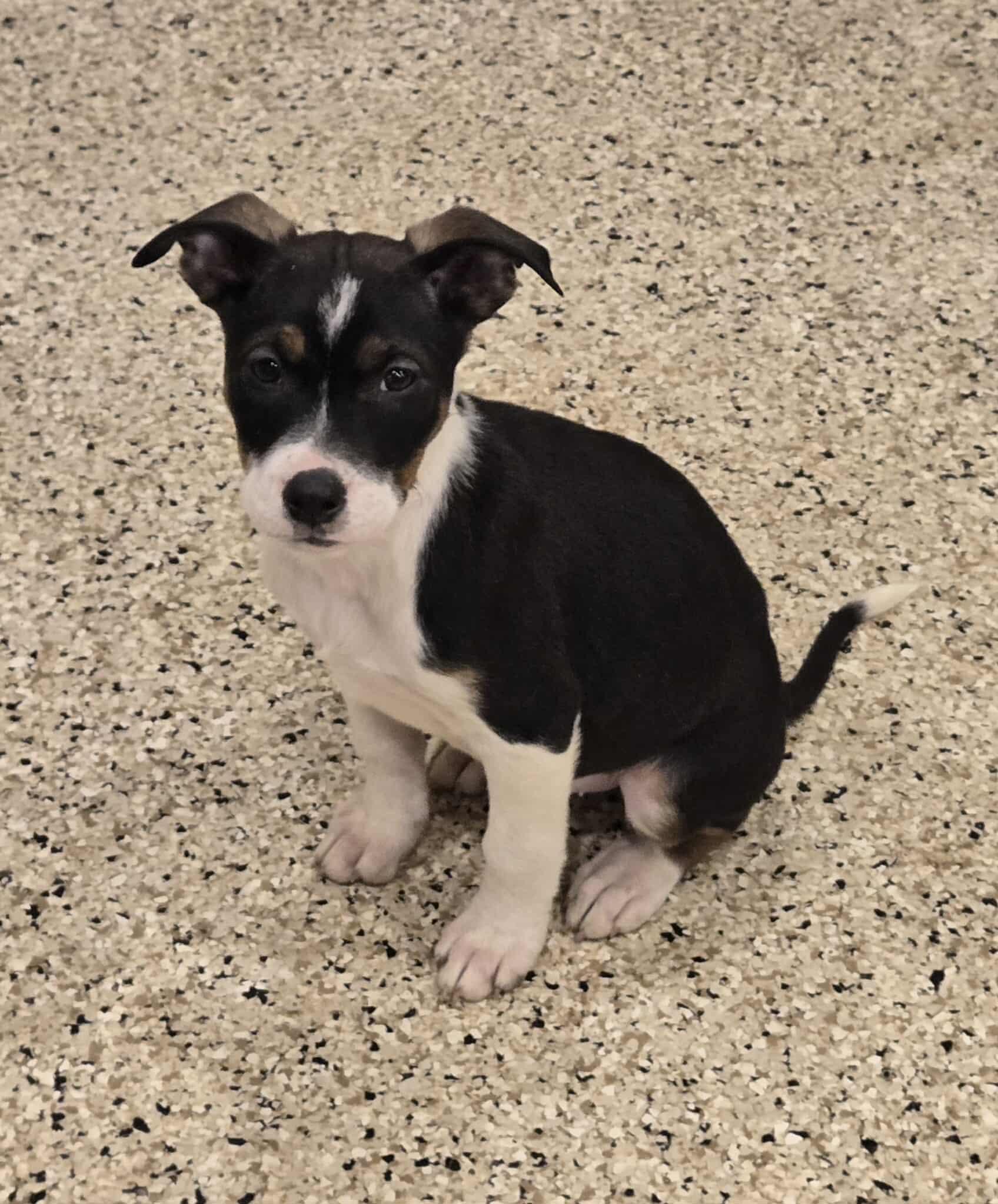 Aerin, an adoptable mixed breed in Freeport, IL image 1/2