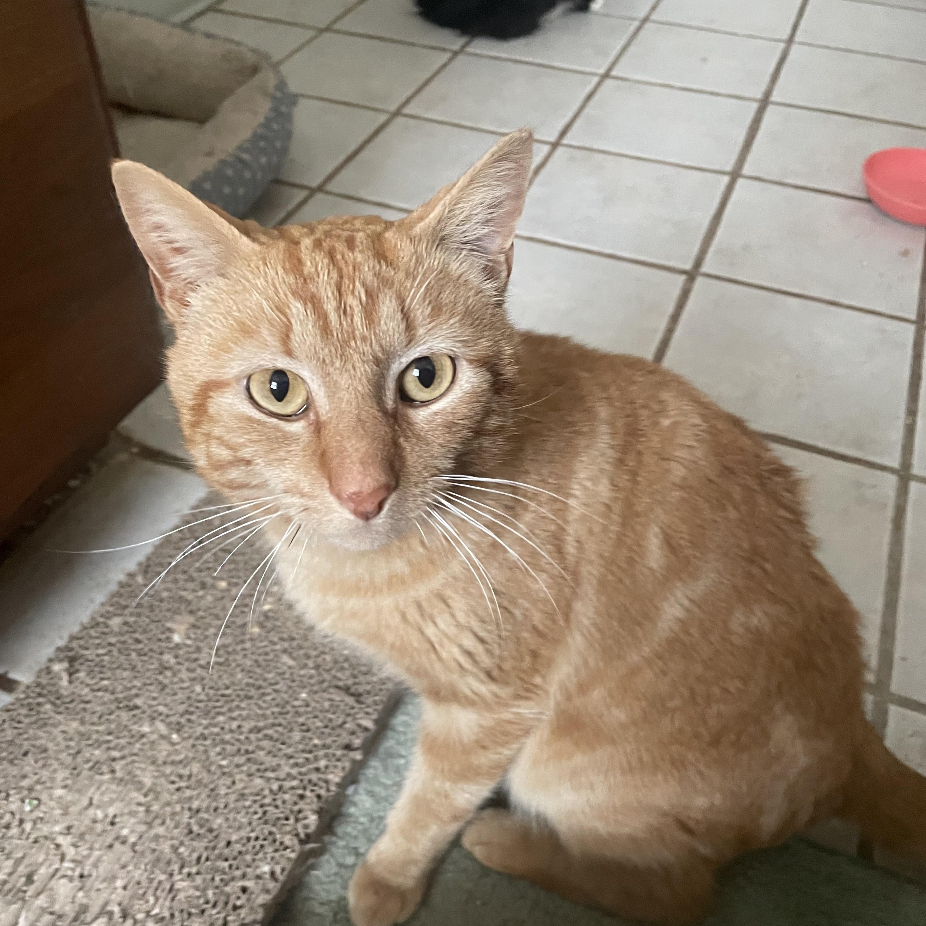 Enlarge Charlie , an adopted Domestic Short Hair in Troy, NY image 1/1