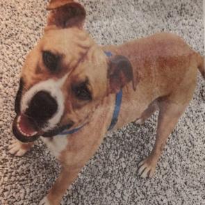 Drake, Adoptable, Adult Male Pit Bull Terrier & Mixed Breed.