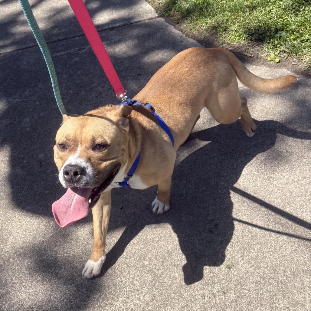 Enlarge Drake, a Adoptable mixed breed in Elwood, IN image 2/2