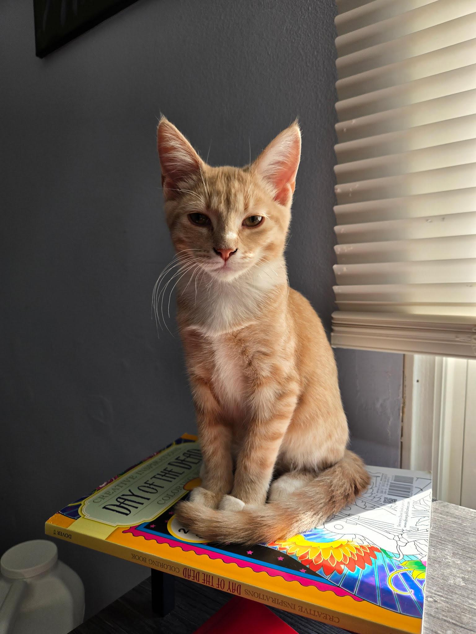 Saffron, Adoptable, Kitten Female Domestic Short Hair.