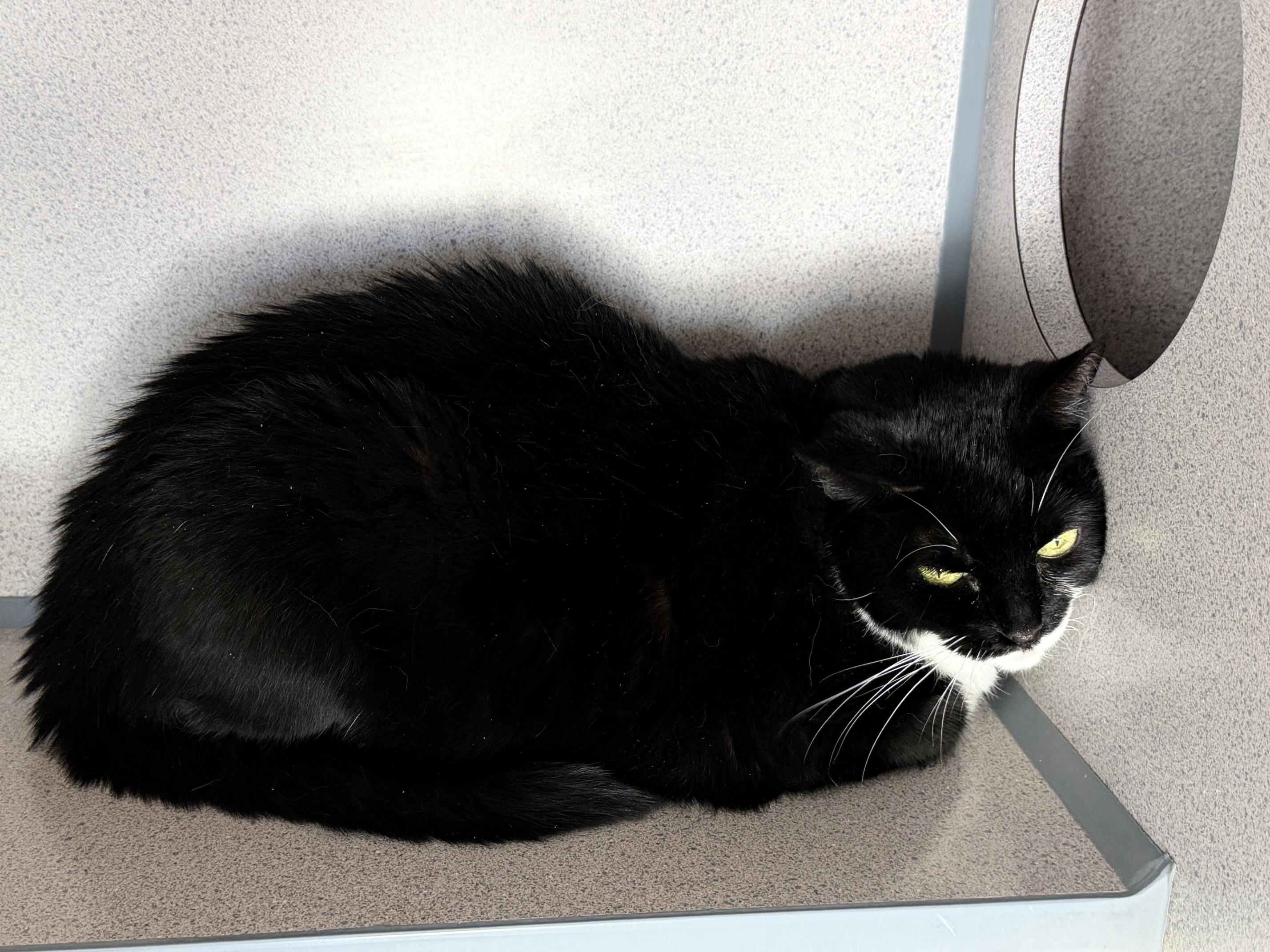 Sophie, a Adoptable Domestic Short Hair in Gardnerville, NV image 1/2