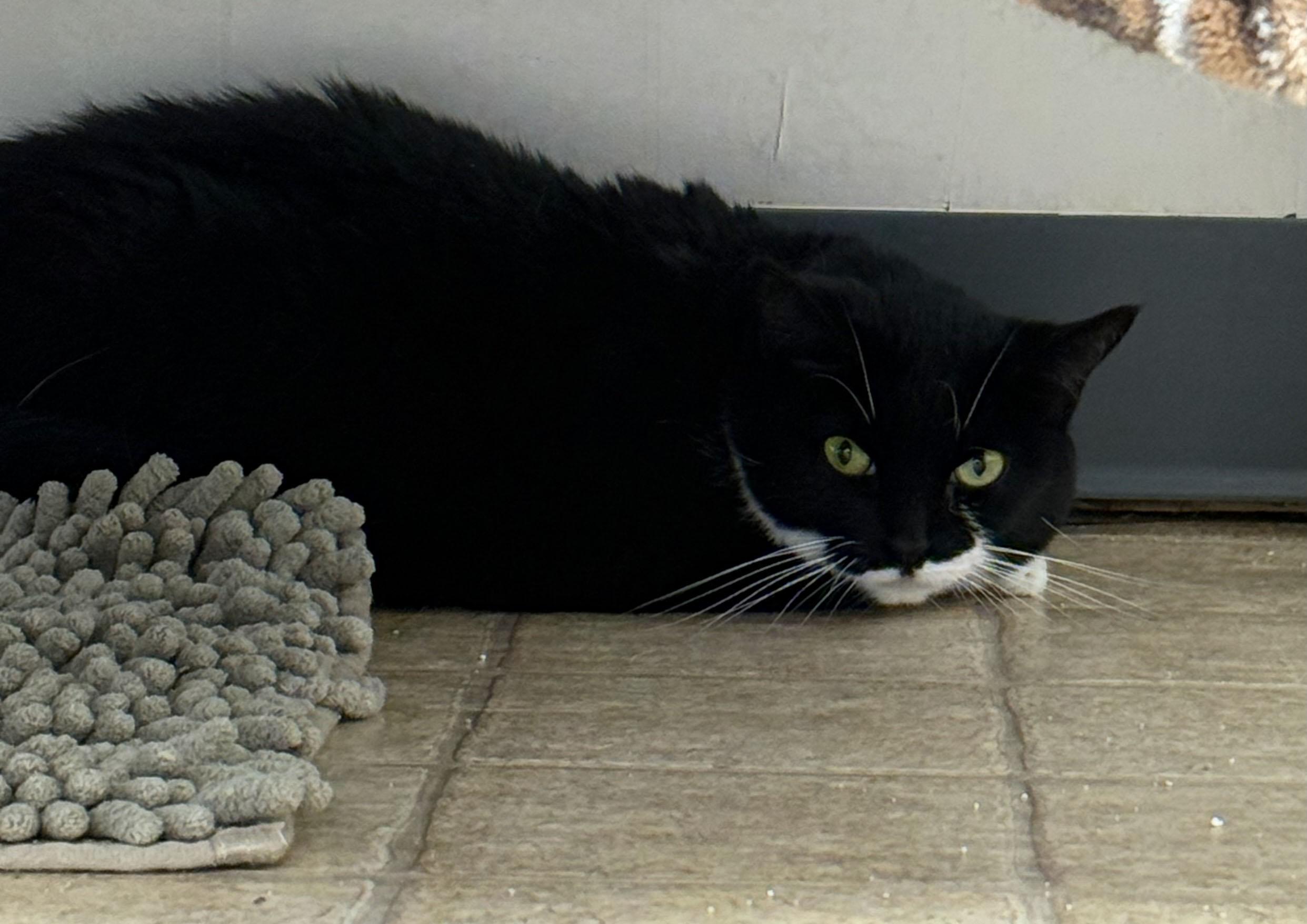 Sophie, a Adoptable Domestic Short Hair in Gardnerville, NV image 2/2