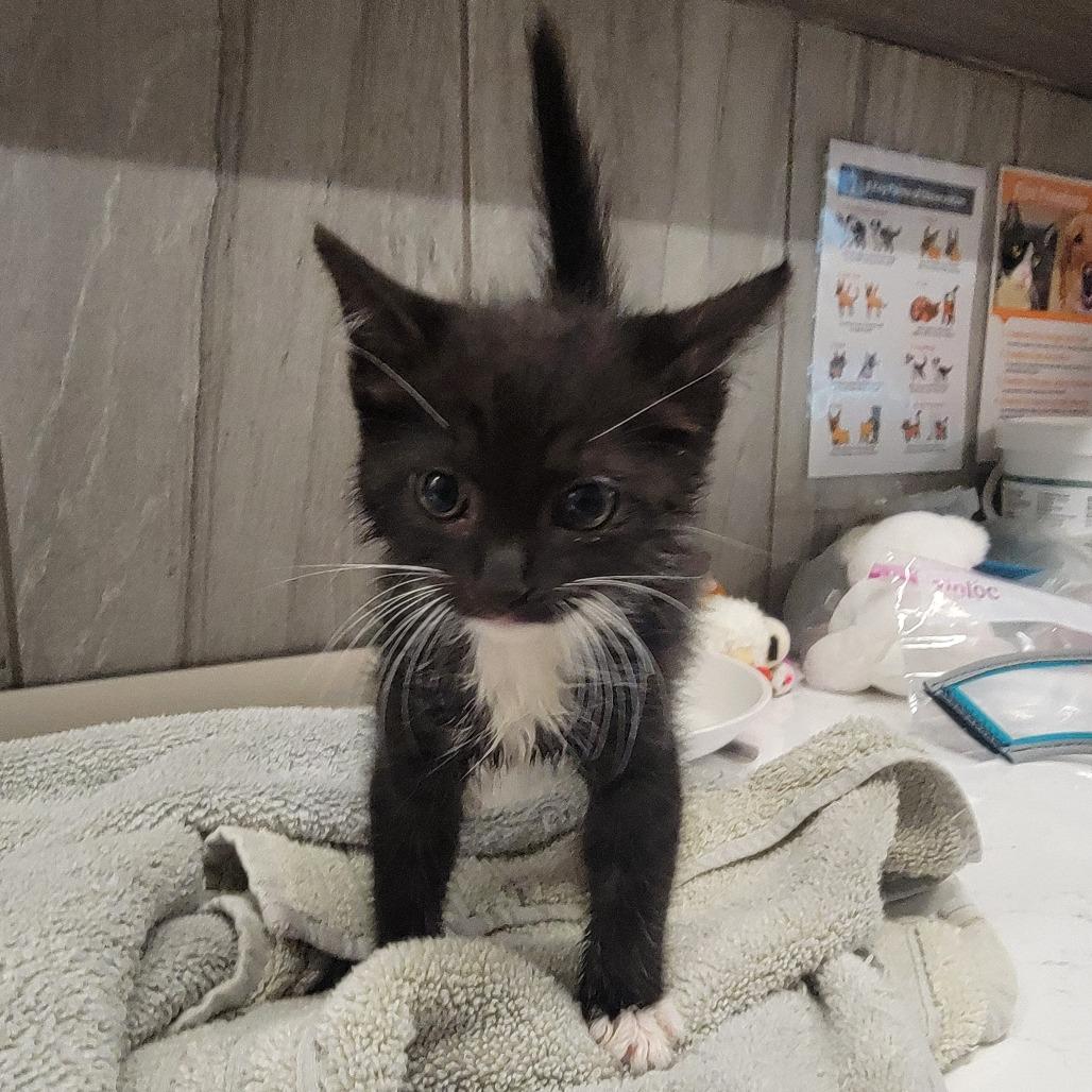 Rolly, Adoptable, Kitten Male Domestic Short Hair.