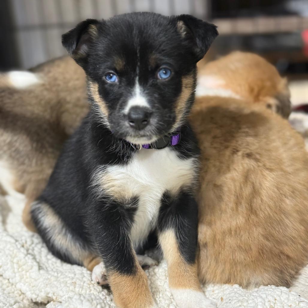 Enlarge Arlo Puppy 2, a Adoptable mixed breed in Bellingham, WA image 1/1