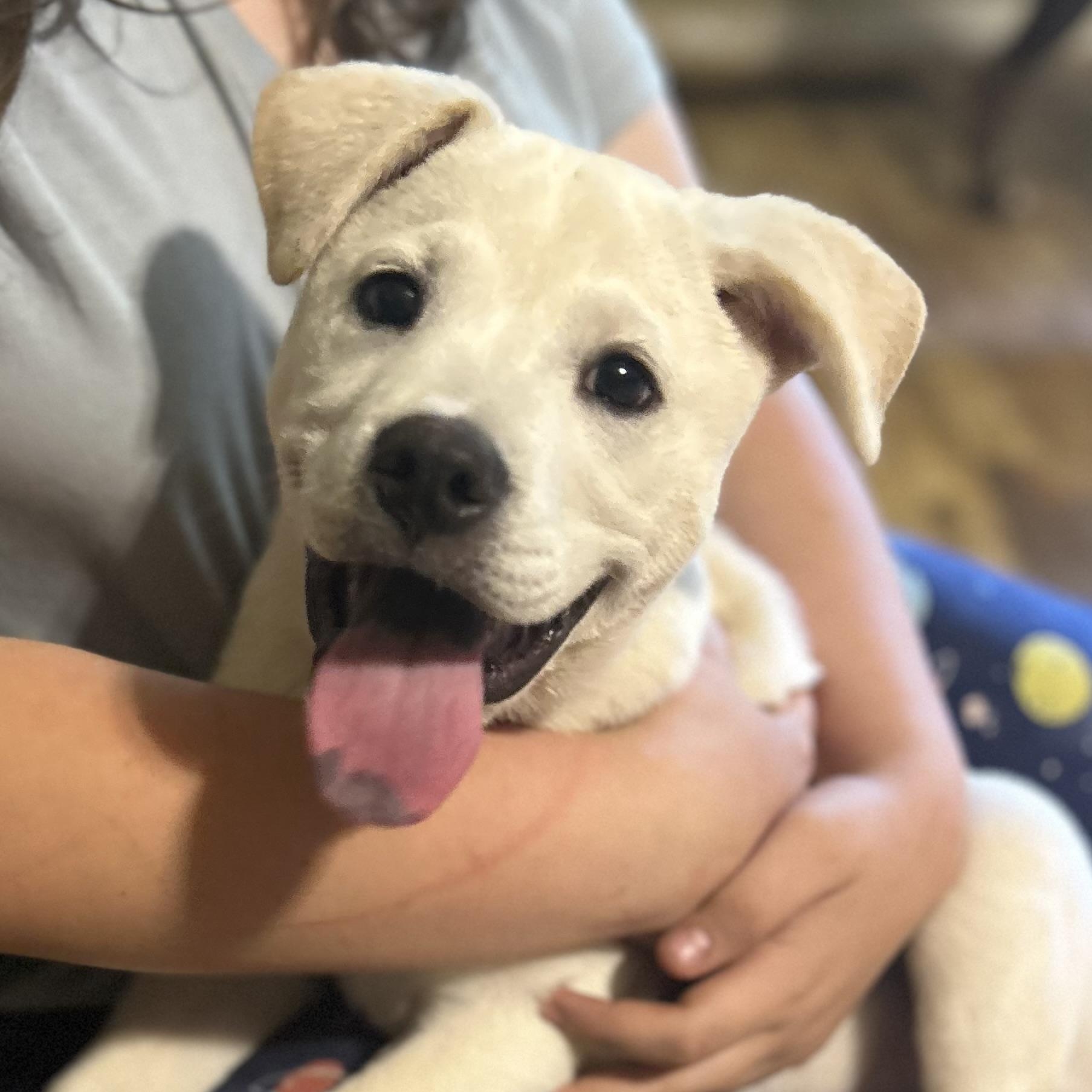 Mello, a Adopted mixed breed in Greenfield, TN image 1/5