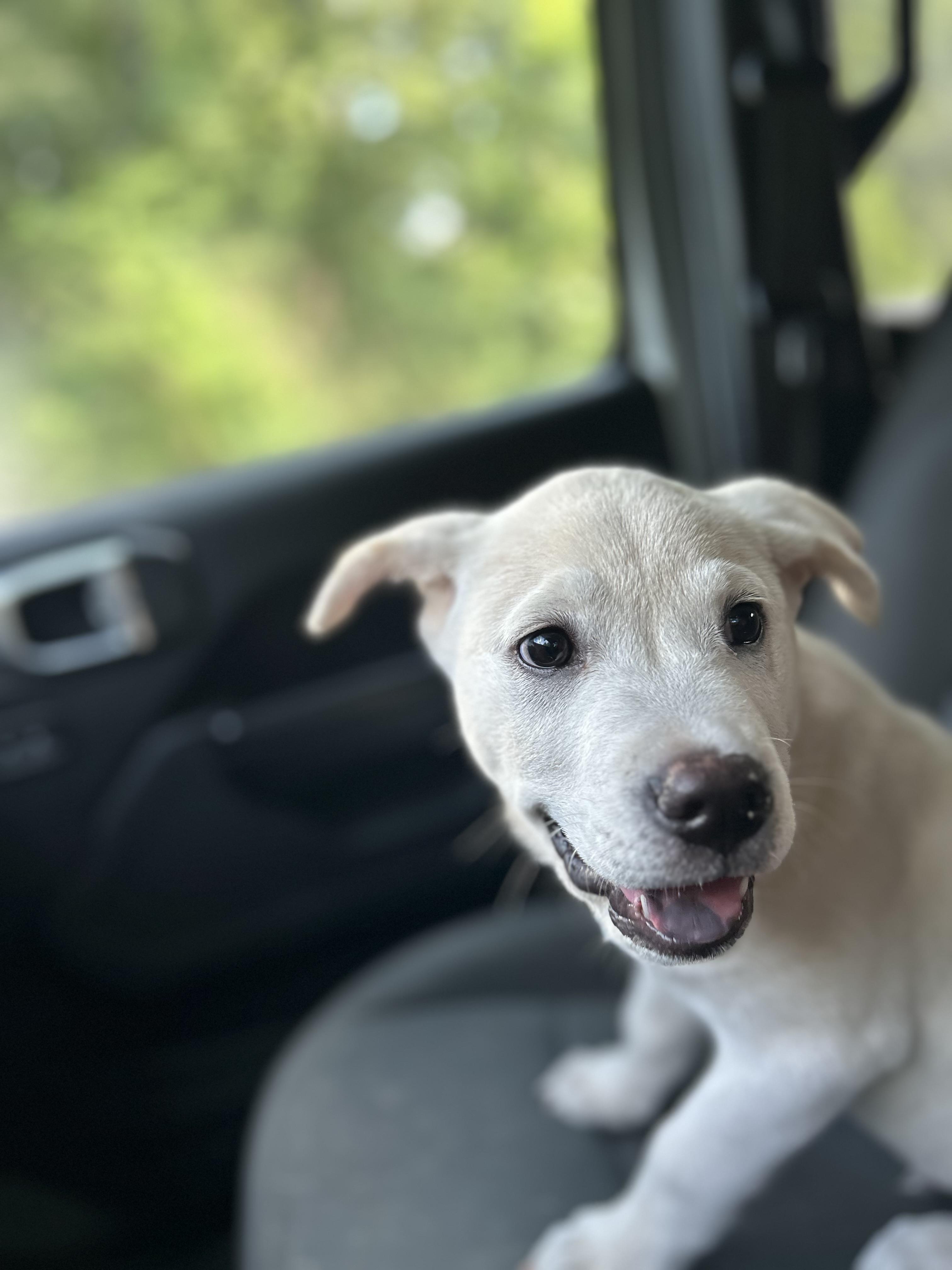 Mello, a Adopted mixed breed in Greenfield, TN image 2/5