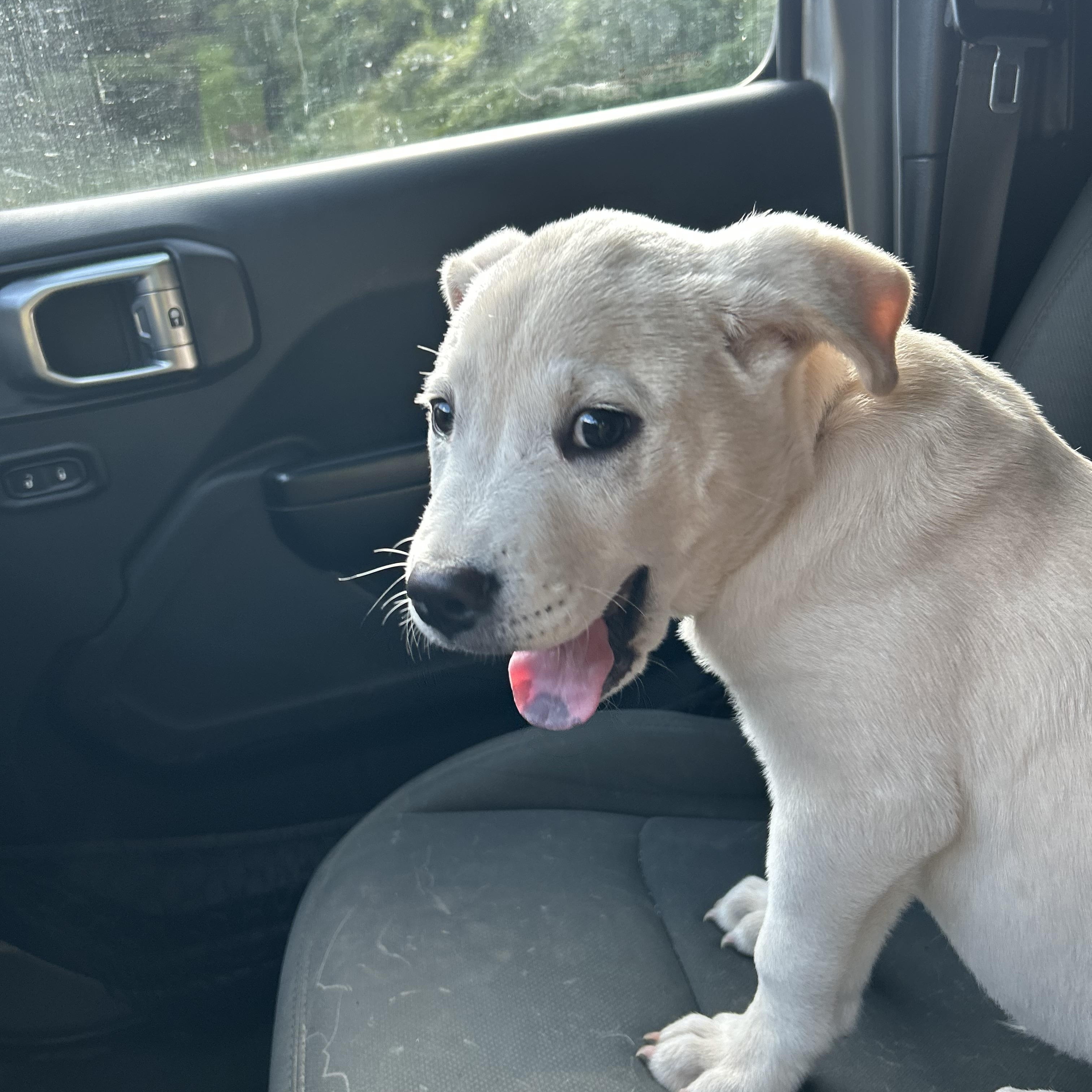 Mello, a Adopted mixed breed in Greenfield, TN image 3/5