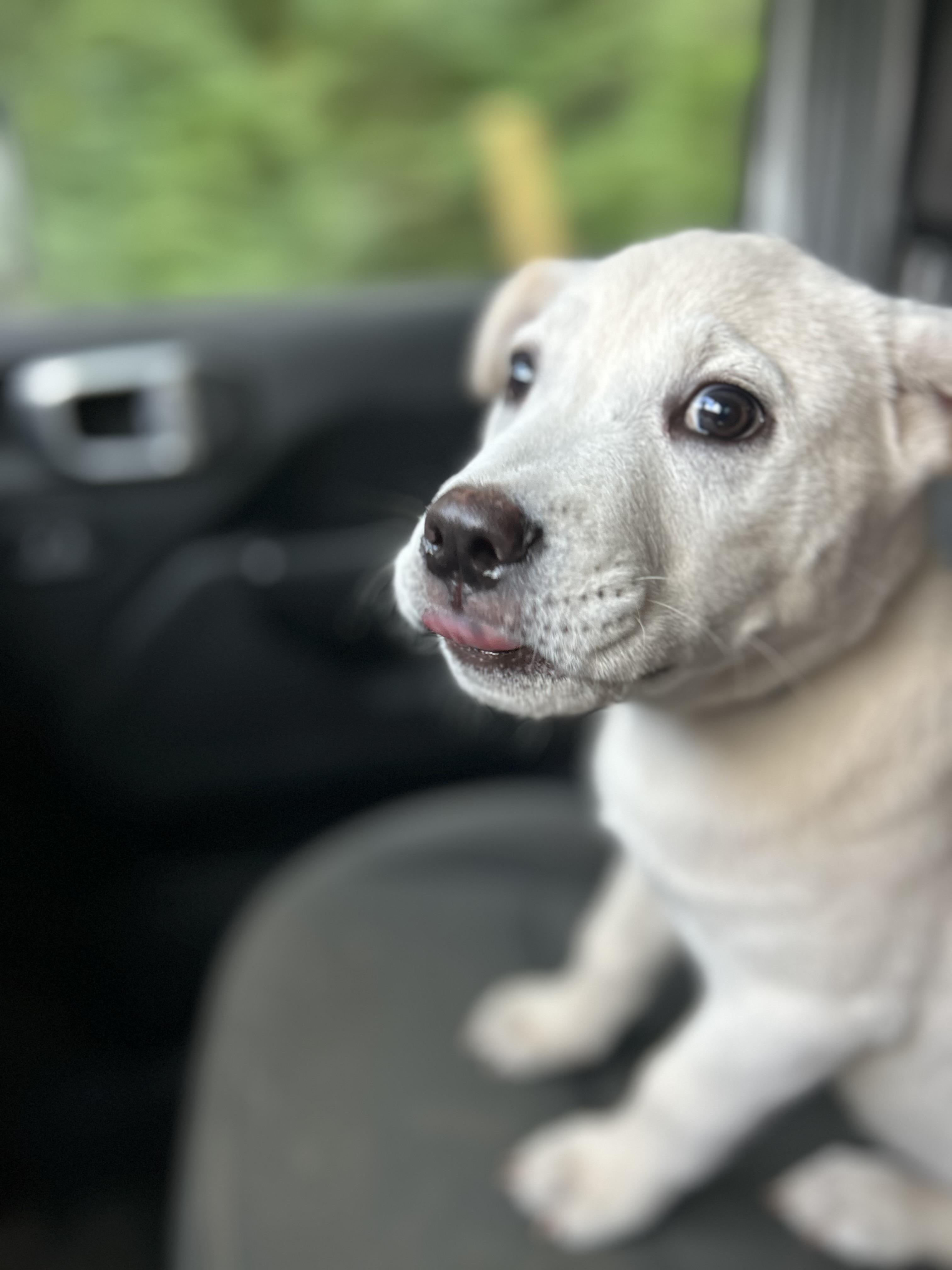 Mello, a Adopted mixed breed in Greenfield, TN image 4/5