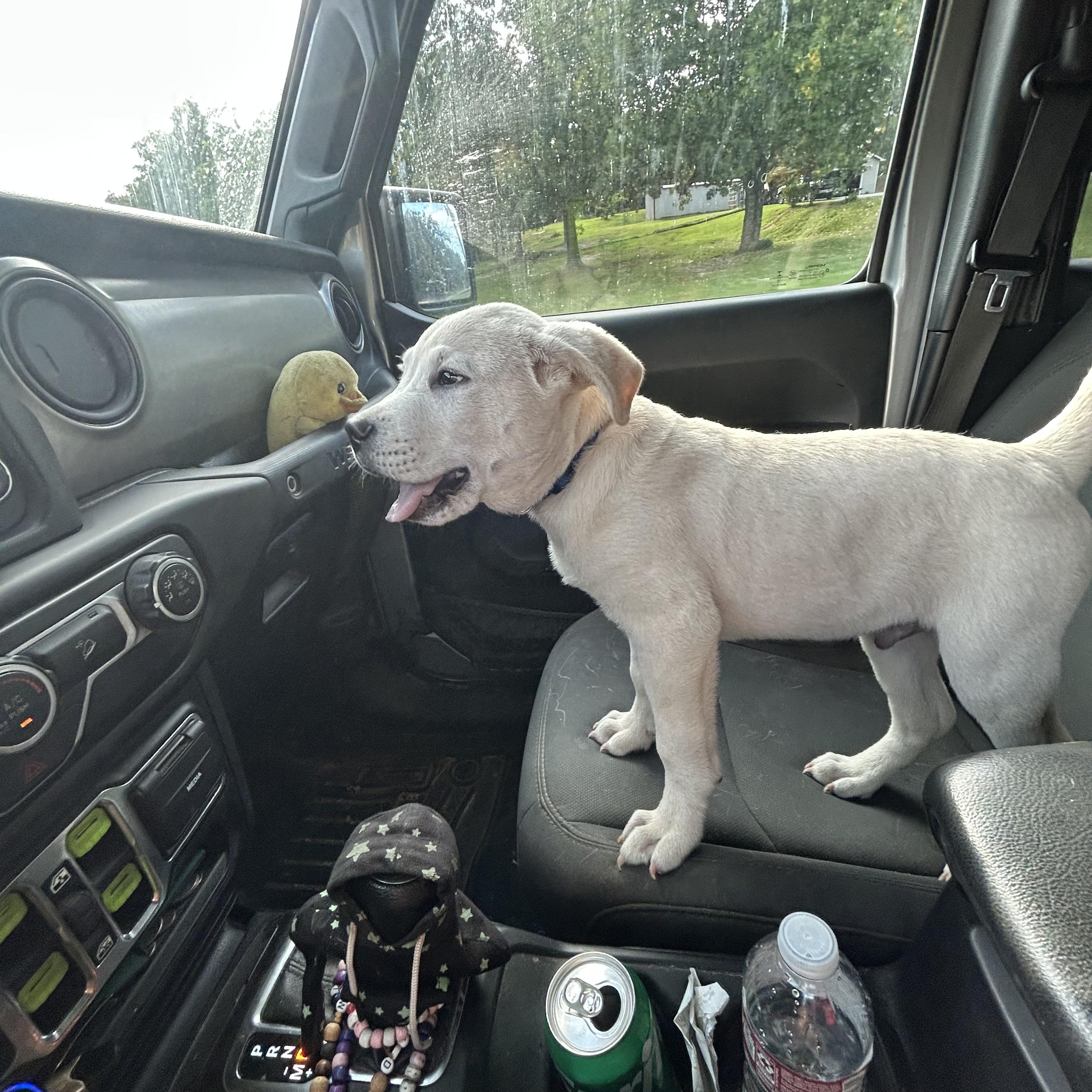 Mello, a Adopted mixed breed in Greenfield, TN image 5/5