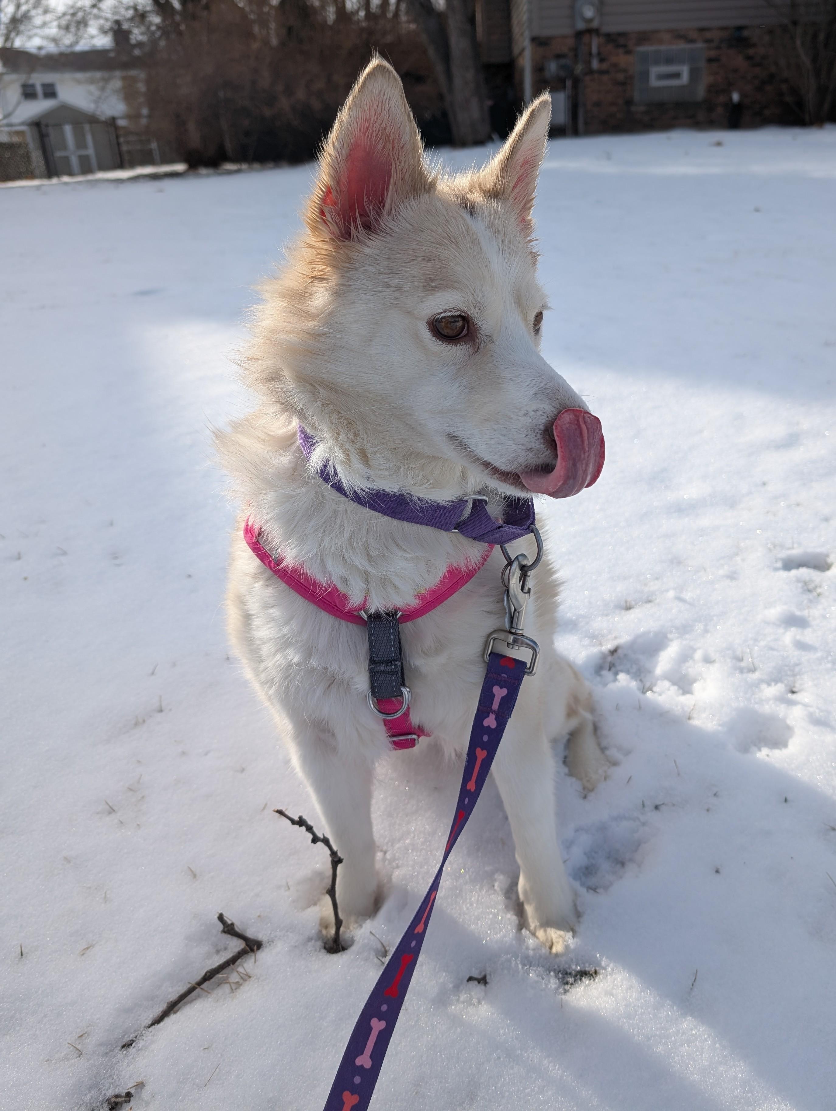 Enlarge Alyda, an adoptable mixed breed in Palatine, IL image 3/4