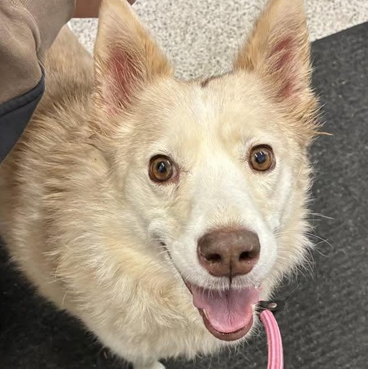 Alyda, adoptable, Adult Female Siberian Husky & Mixed Breed.