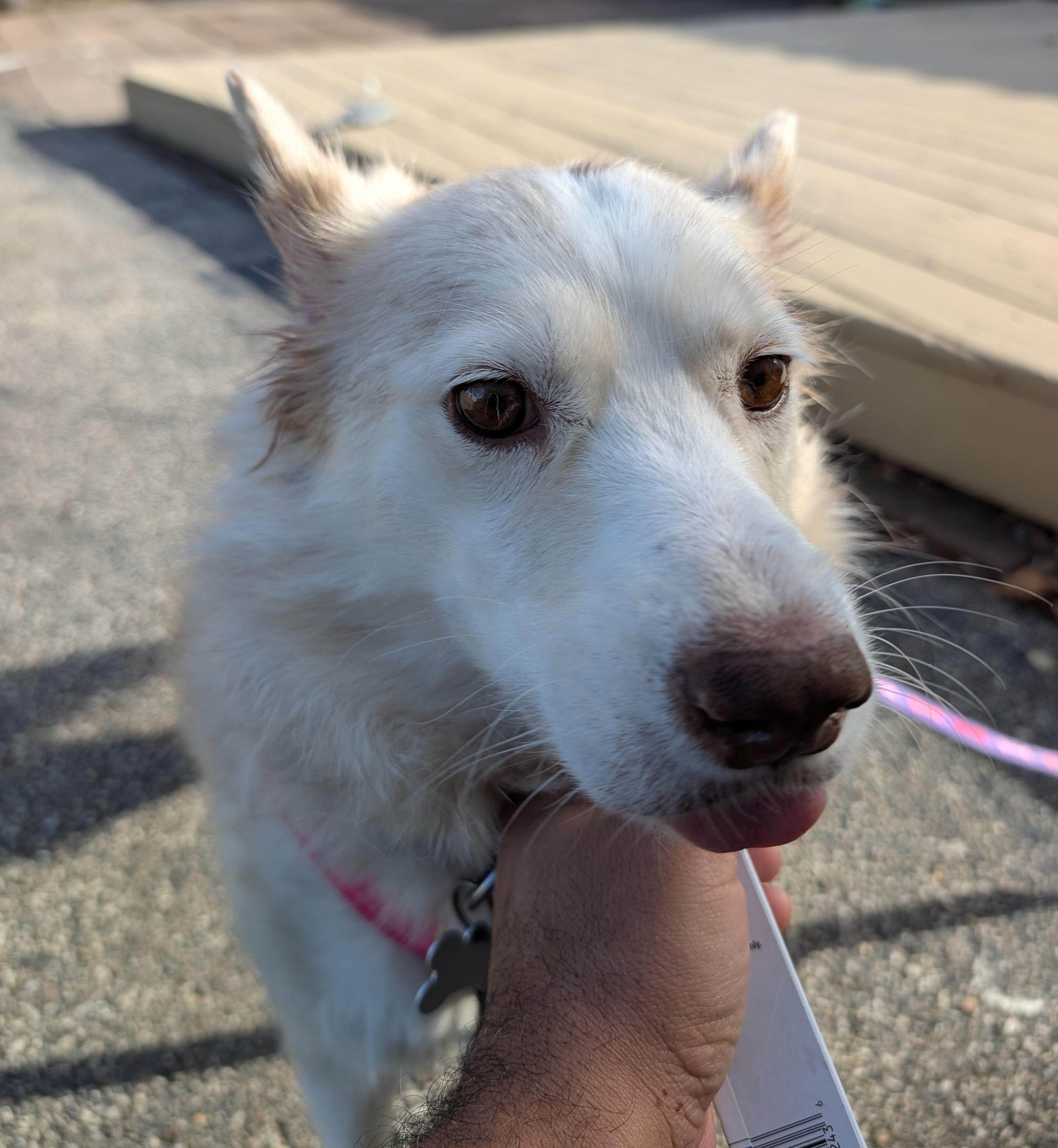 Enlarge Alyda, an adoptable mixed breed in Palatine, IL image 4/4