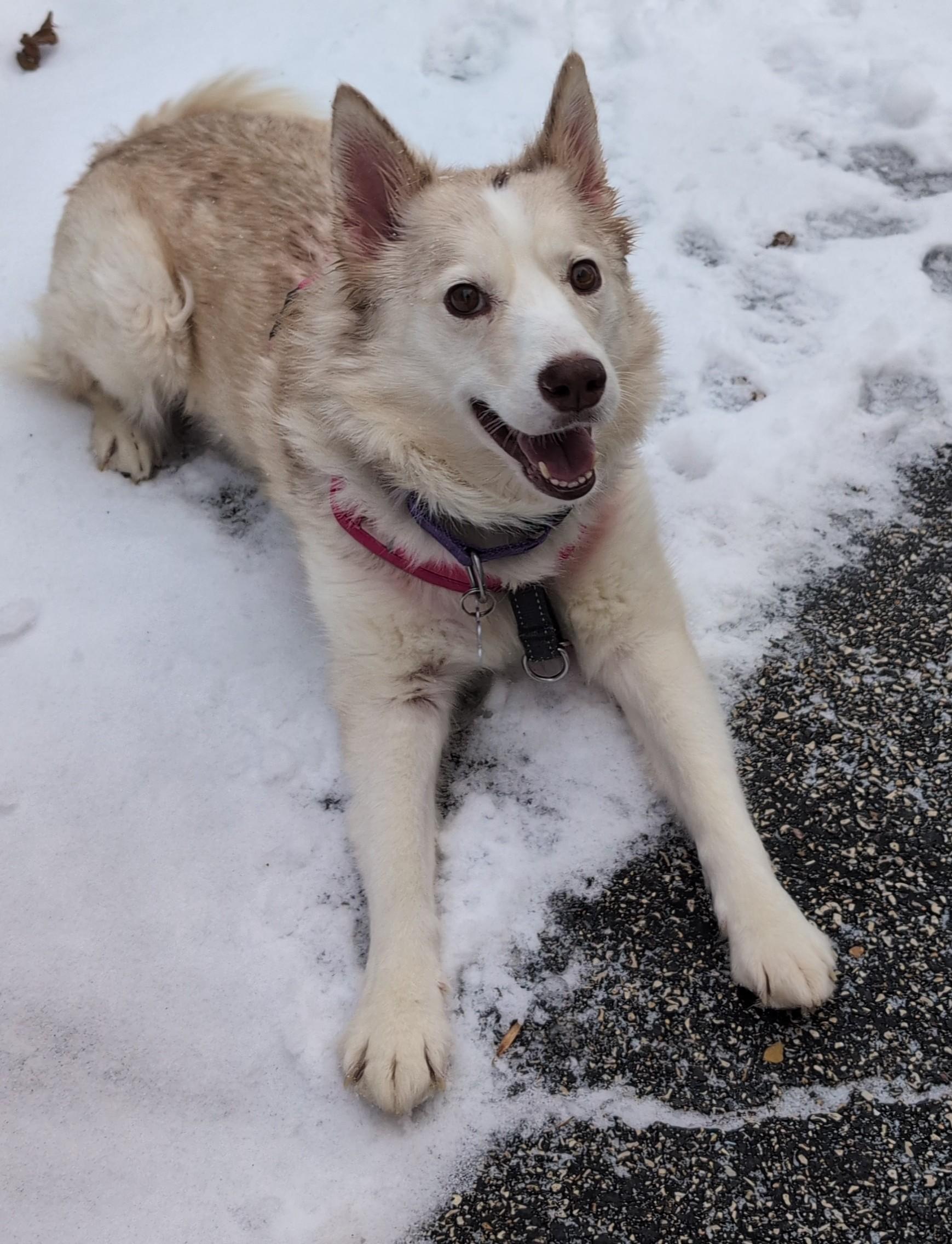 Enlarge Alyda, an adoptable mixed breed in Palatine, IL image 2/4