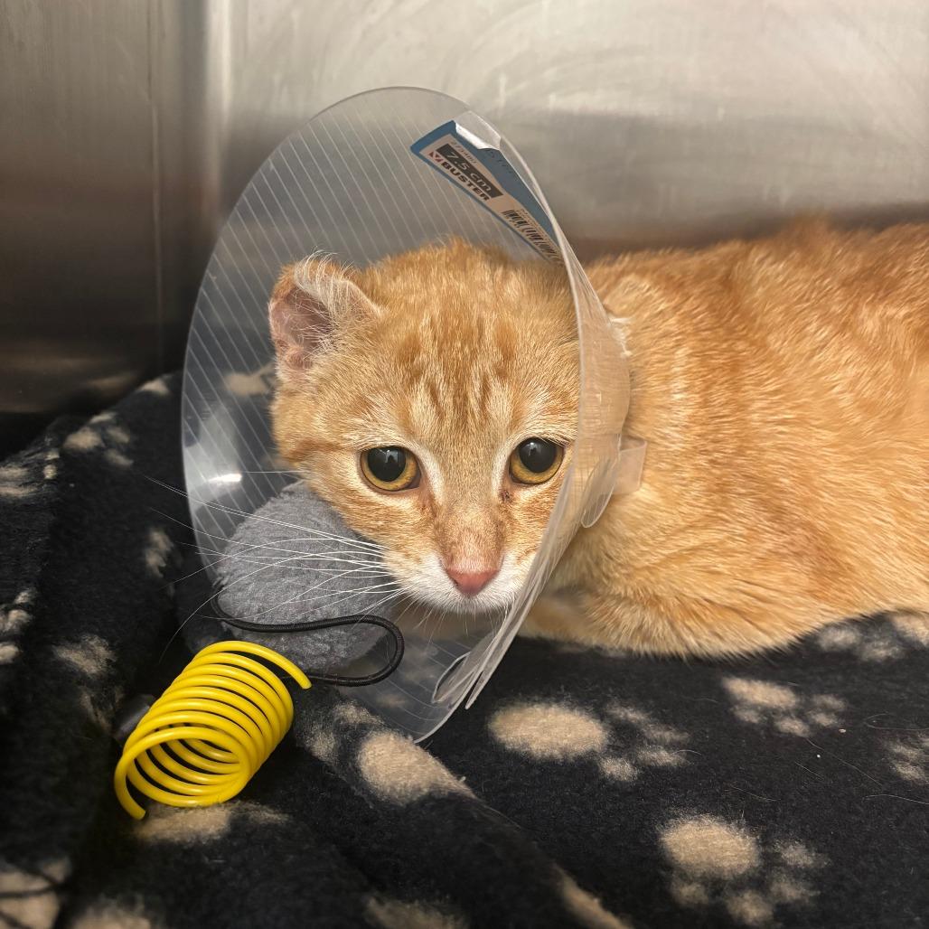 Enlarge Sam, a Adoptable Domestic Short Hair in Saskatoon, SK image 1/2