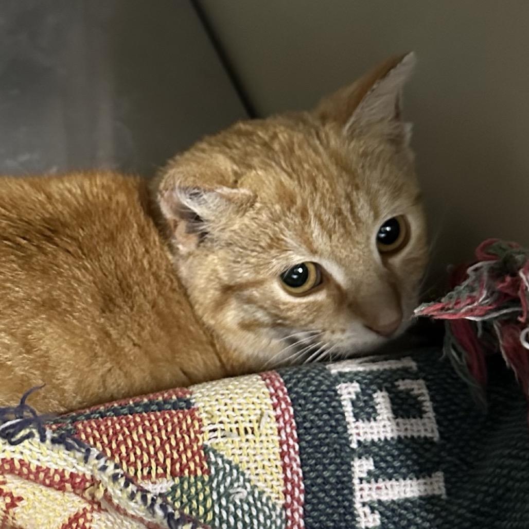 Enlarge Sam, a Adoptable Domestic Short Hair in Saskatoon, SK image 2/2