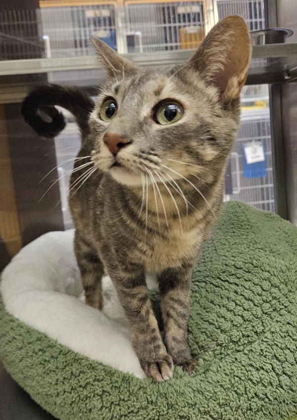 Cassy 45885, Adoptable, Young Female Domestic Short Hair.