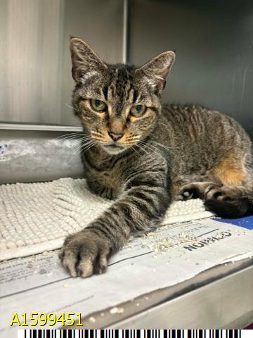 TIPSEY, Adoptable, Senior Female Domestic Short Hair.