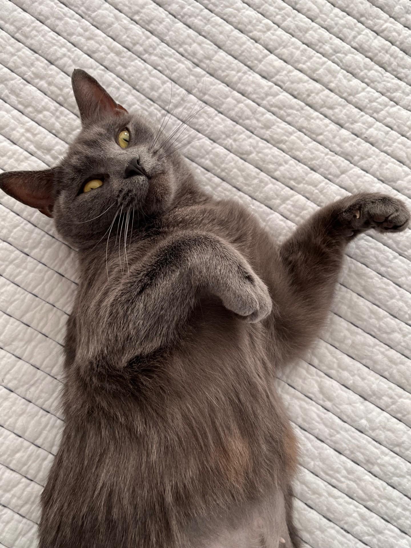 Angèle, ADOPTABLE, Adult Female Domestic Long Hair.