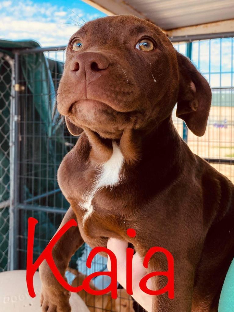 Kaia, a Adoptable mixed breed in Big Spring, TX image 2/6