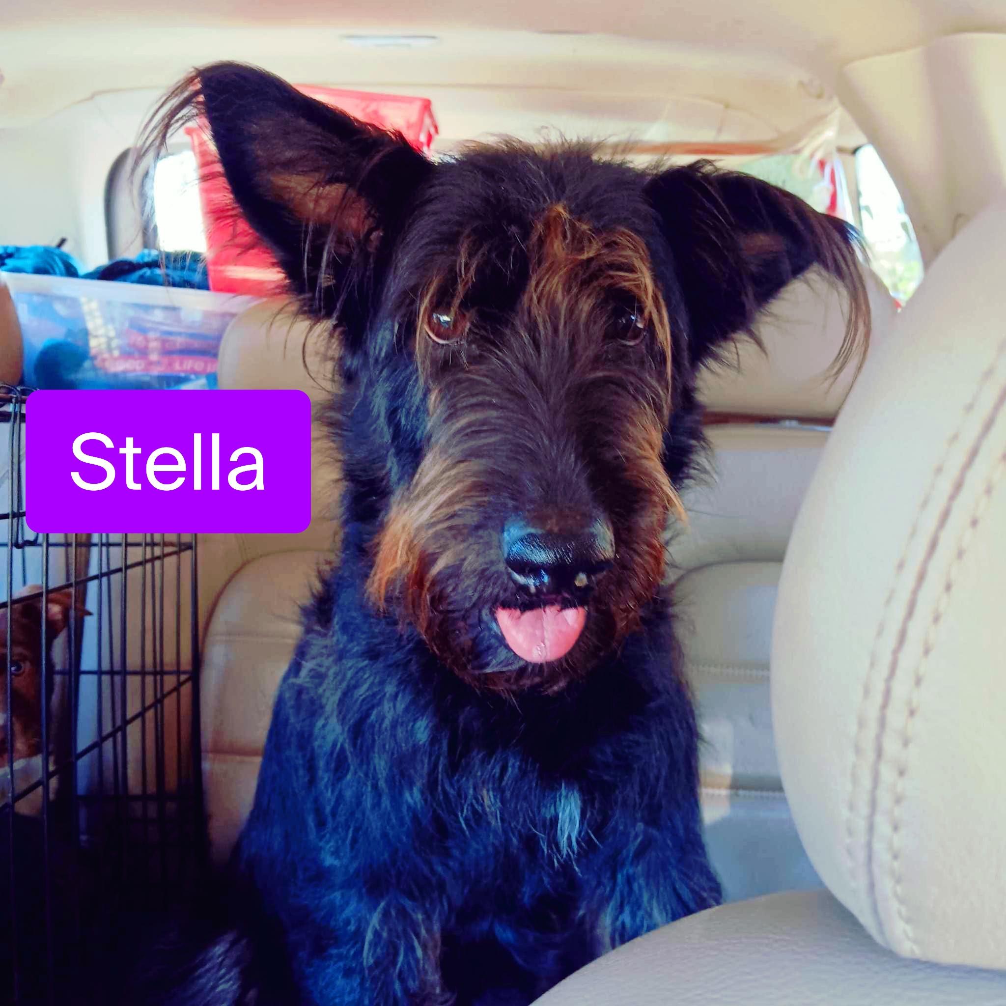 Stella, a Adoptable mixed breed in Stockbridge, GA image 1/3