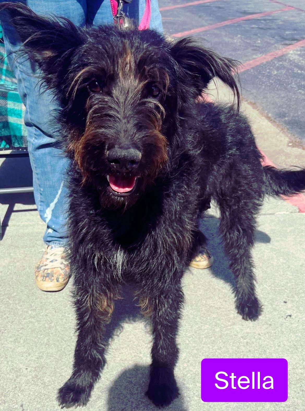 Stella, a Adoptable mixed breed in Stockbridge, GA image 2/3