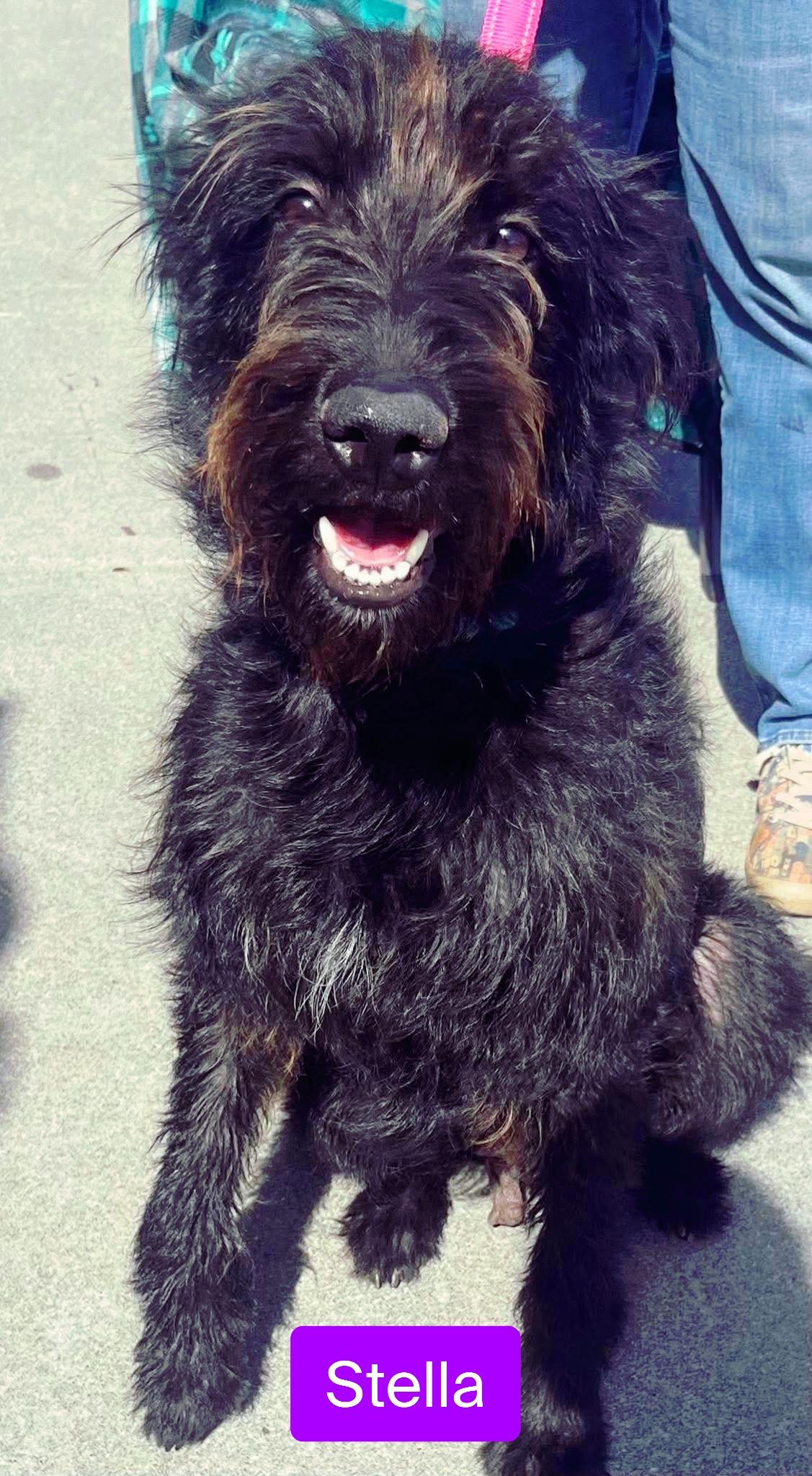 Stella, a Adoptable mixed breed in Stockbridge, GA image 3/3