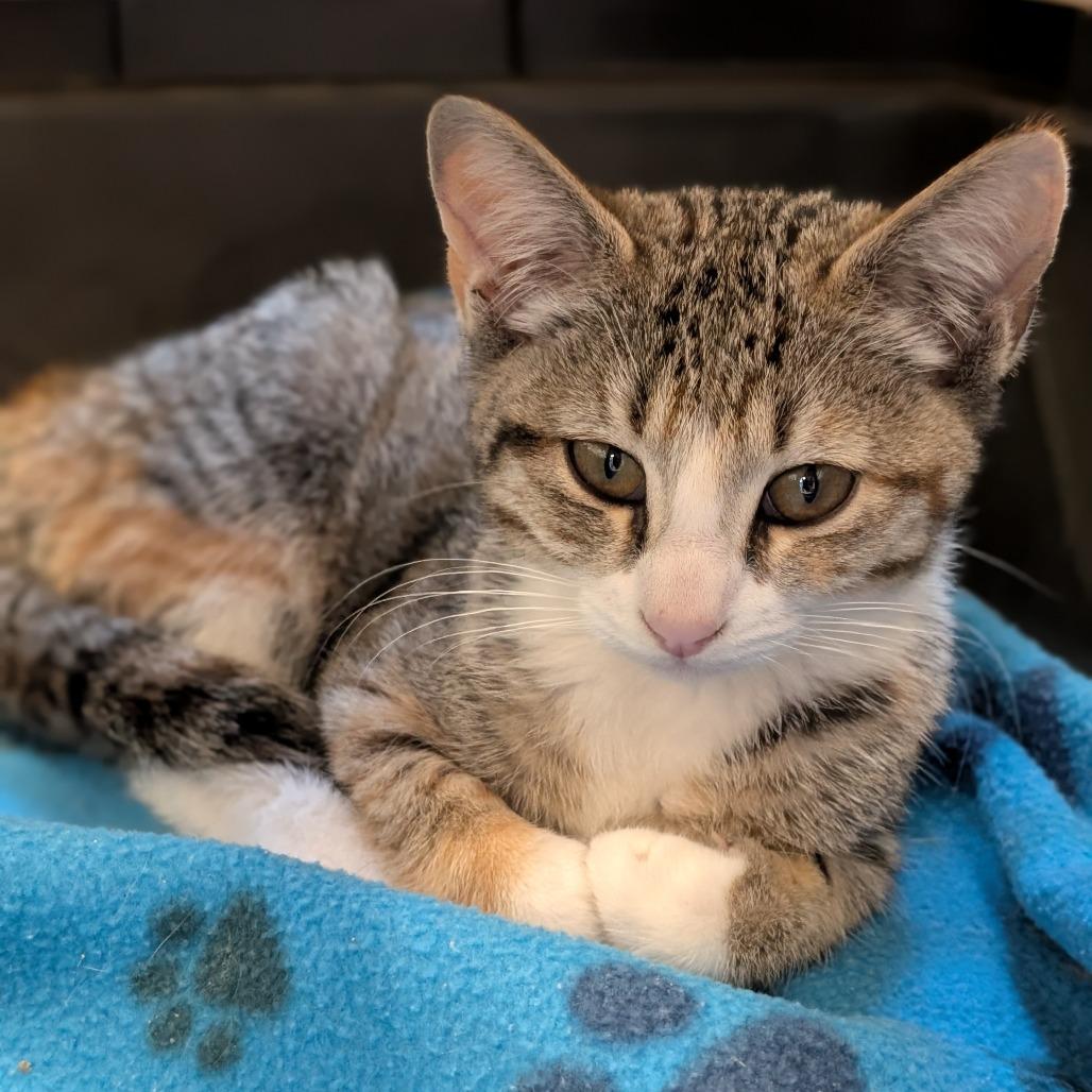 Twix, Adoptable, Kitten Female Domestic Short Hair.