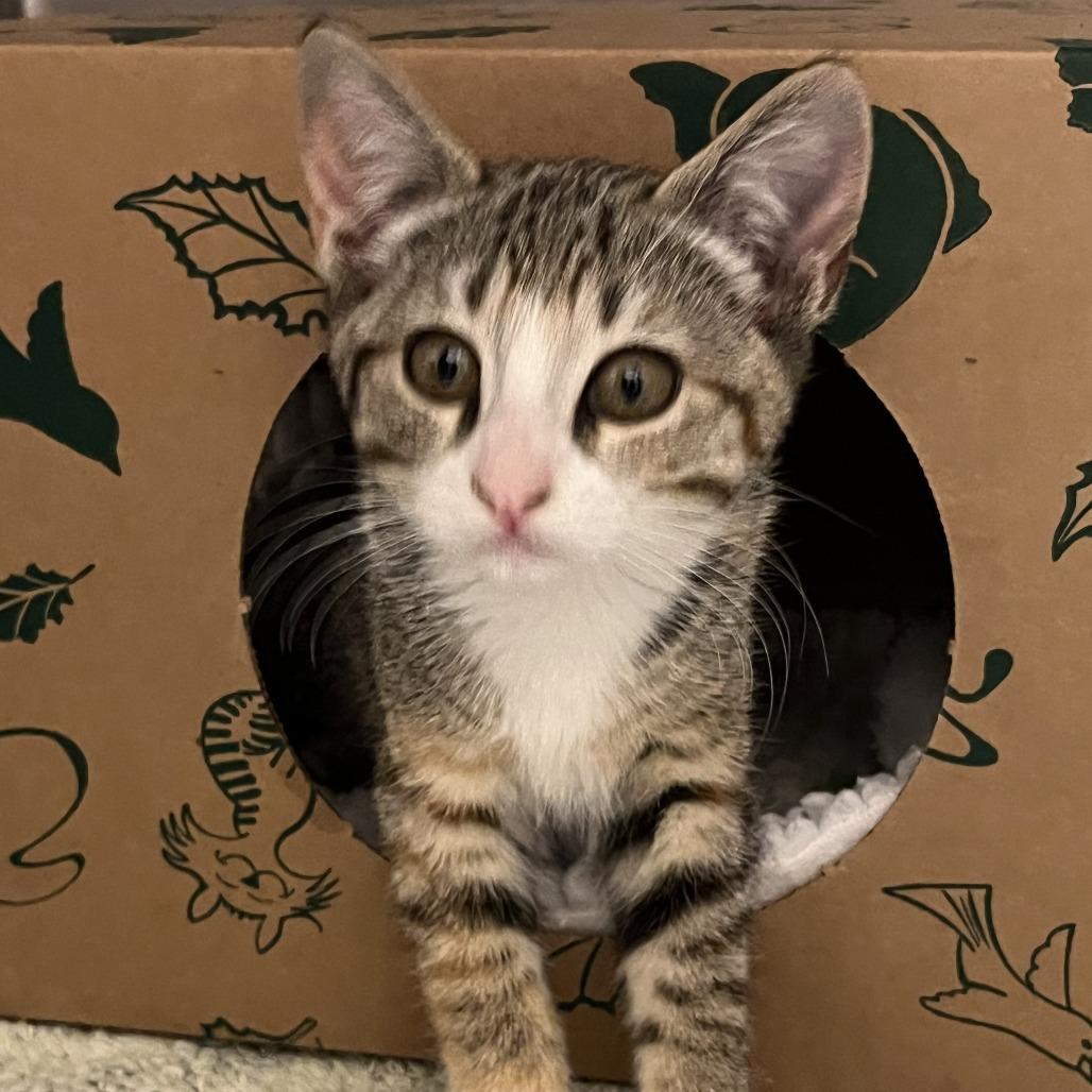 Twix, a Adoptable Domestic Short Hair in Sonoma, CA image 2/2