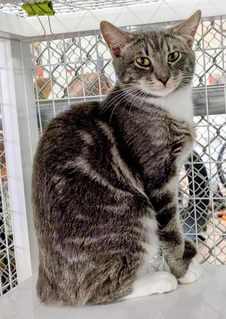 Nutmeg, Adoptable, Kitten Male Domestic Short Hair.