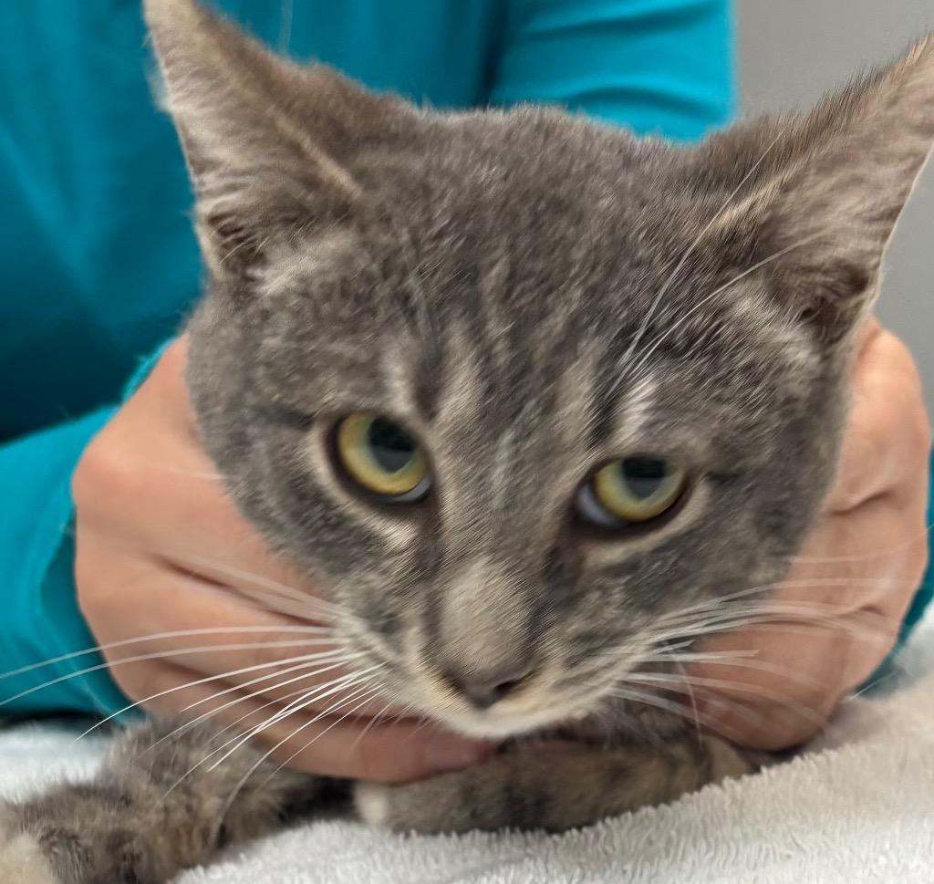 Enlarge Nutmeg, a Adoptable mixed breed in Peoria, AZ image 2/2