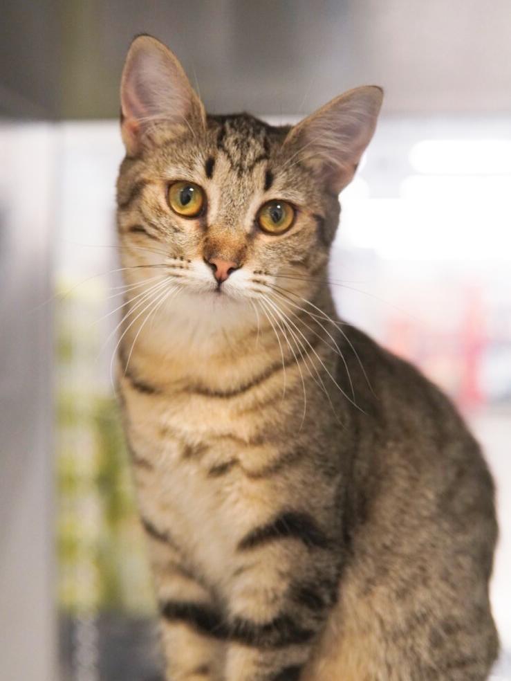 Roselle, Adoptable, Young Female Domestic Short Hair.