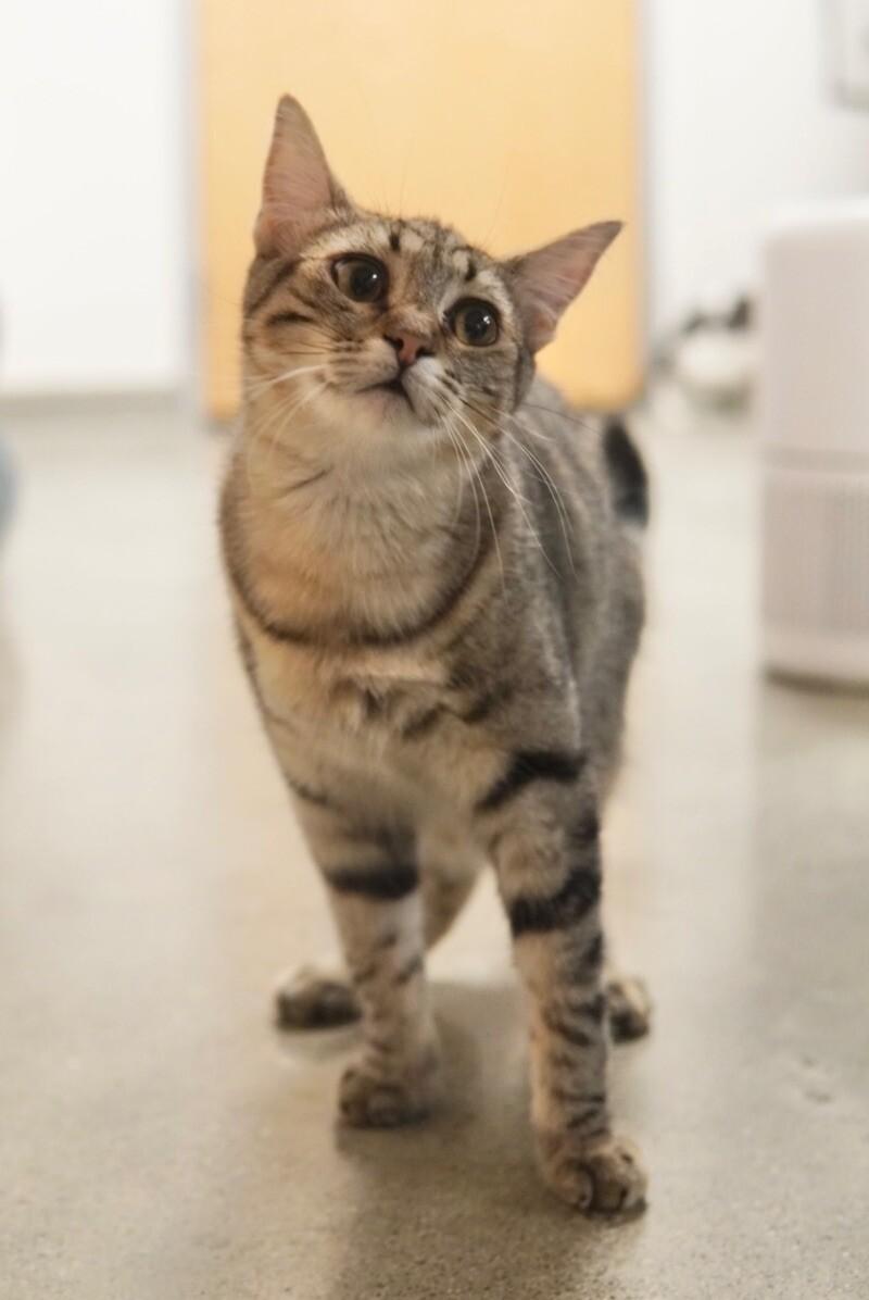 Enlarge Roselle, a Adoptable Domestic Short Hair in Adrian, MI image 2/6