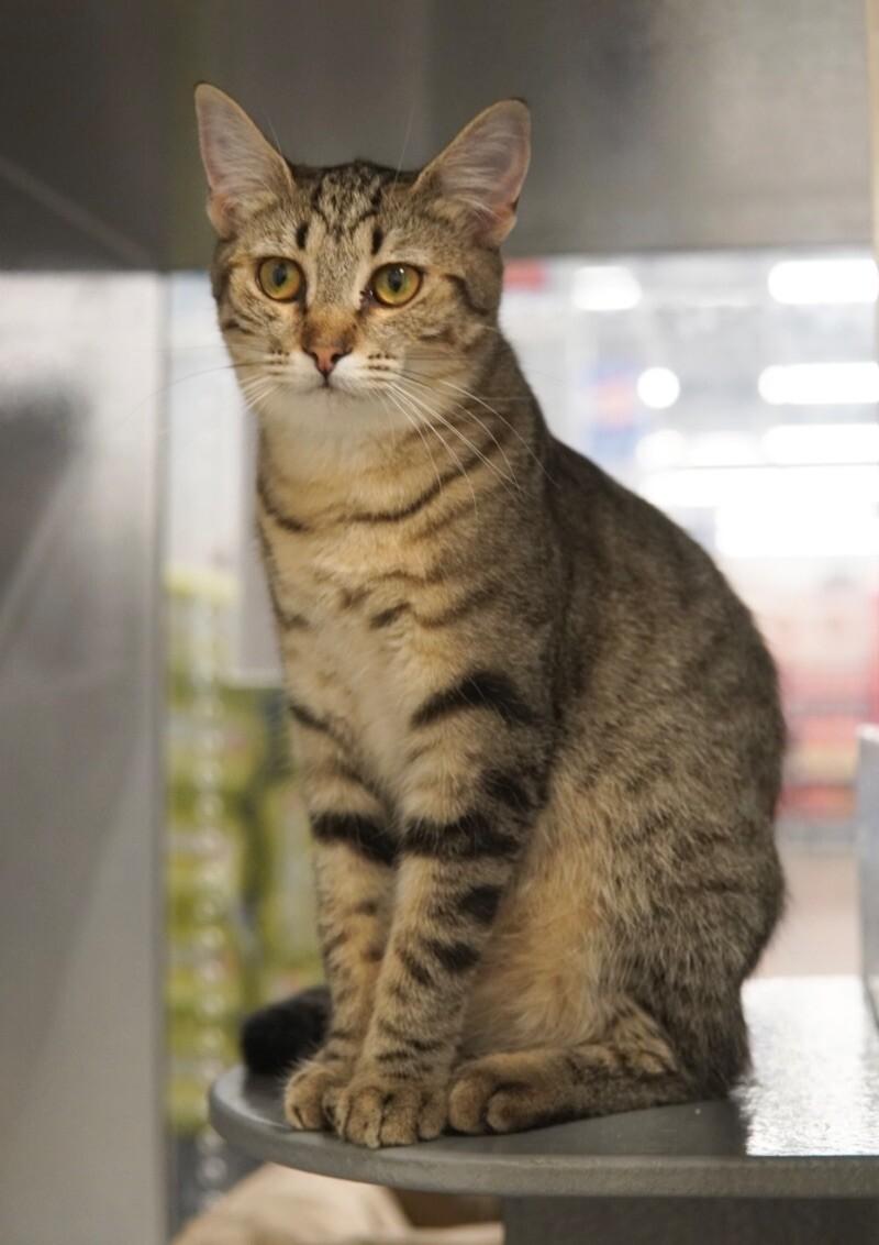 Enlarge Roselle, a Adoptable Domestic Short Hair in Adrian, MI image 3/6