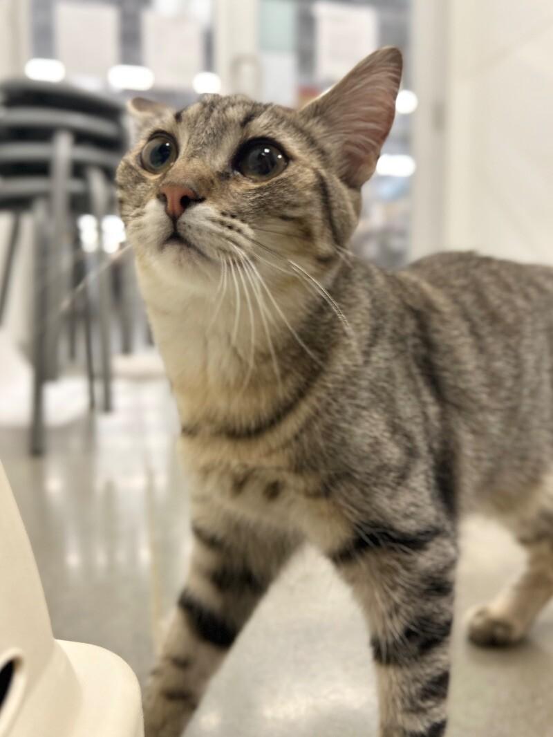 Enlarge Roselle, a Adoptable Domestic Short Hair in Adrian, MI image 4/6