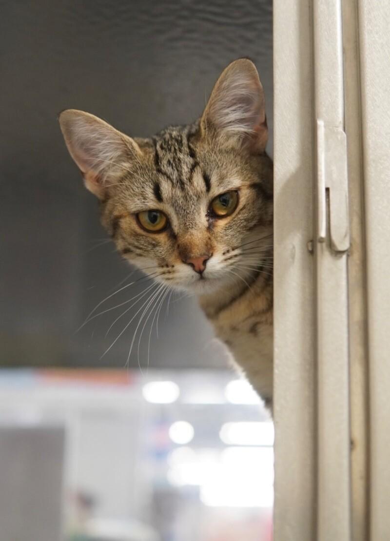 Enlarge Roselle, a Adoptable Domestic Short Hair in Adrian, MI image 5/6