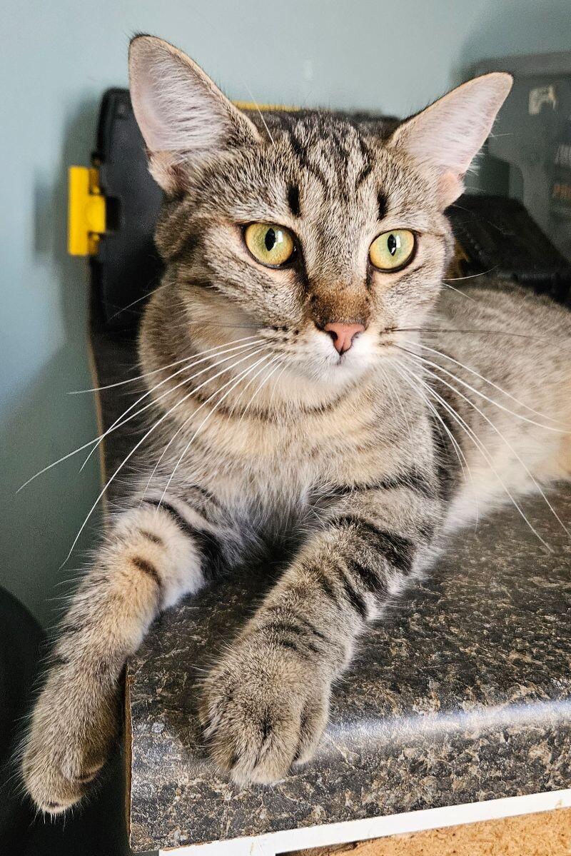 Enlarge Roselle, a Adoptable Domestic Short Hair in Adrian, MI image 6/6