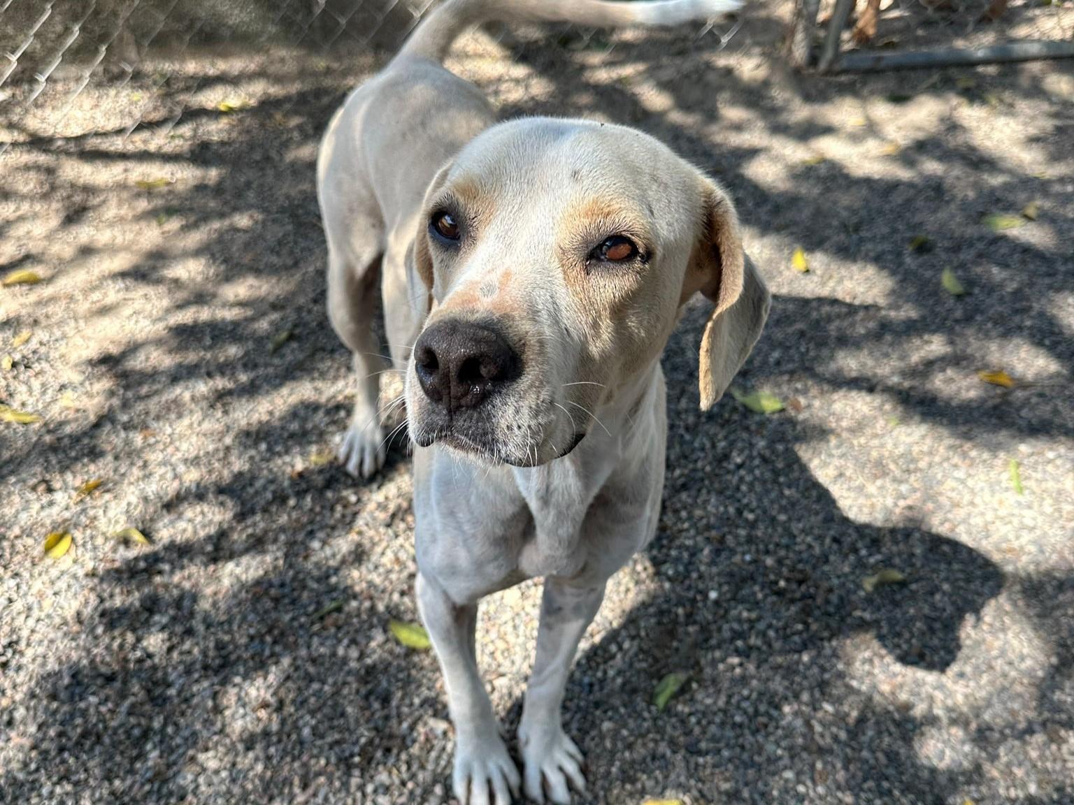 Watson — thumbnail 4