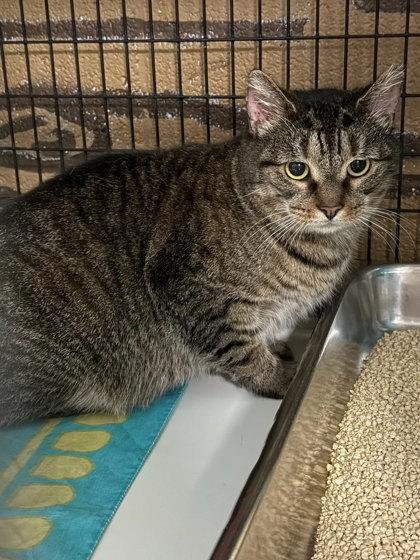 Finale - Blue Collar Cat, Adoptable, Adult Male Domestic Short Hair & Domestic Short Hair.