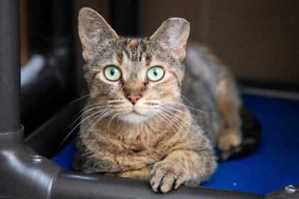Gumdrop, a Adoptable Domestic Short Hair in Maumee, OH image 1/3