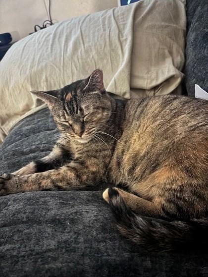 Gumdrop, a Adoptable Domestic Short Hair in Maumee, OH image 2/3