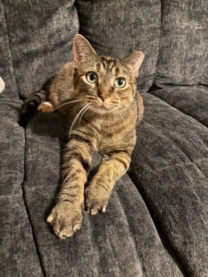 Gumdrop, a Adoptable Domestic Short Hair in Maumee, OH image 3/3