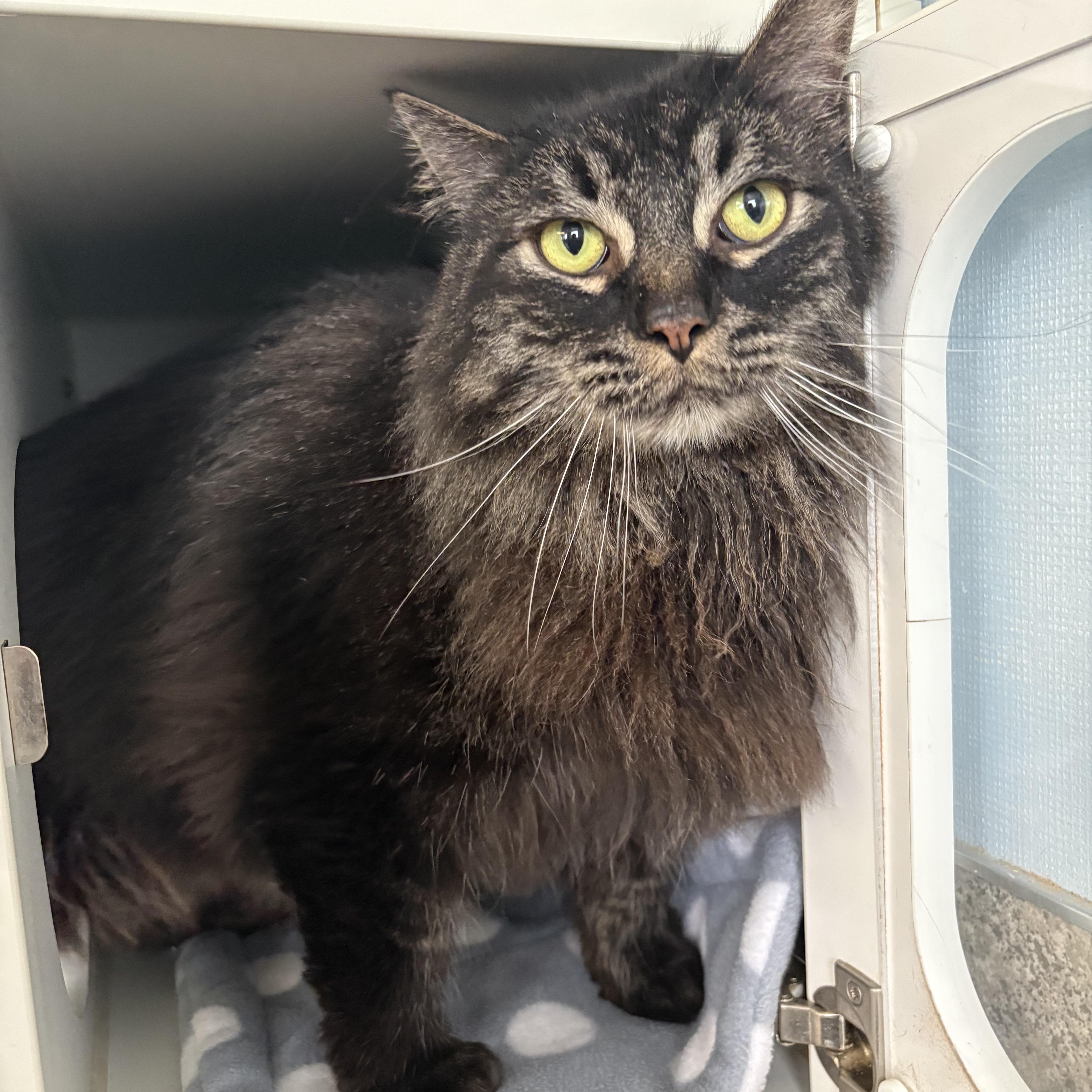 Enlarge Big Mac & Whopper, a ADOPTABLE Domestic Long Hair in Grass Valley, CA image 5/6