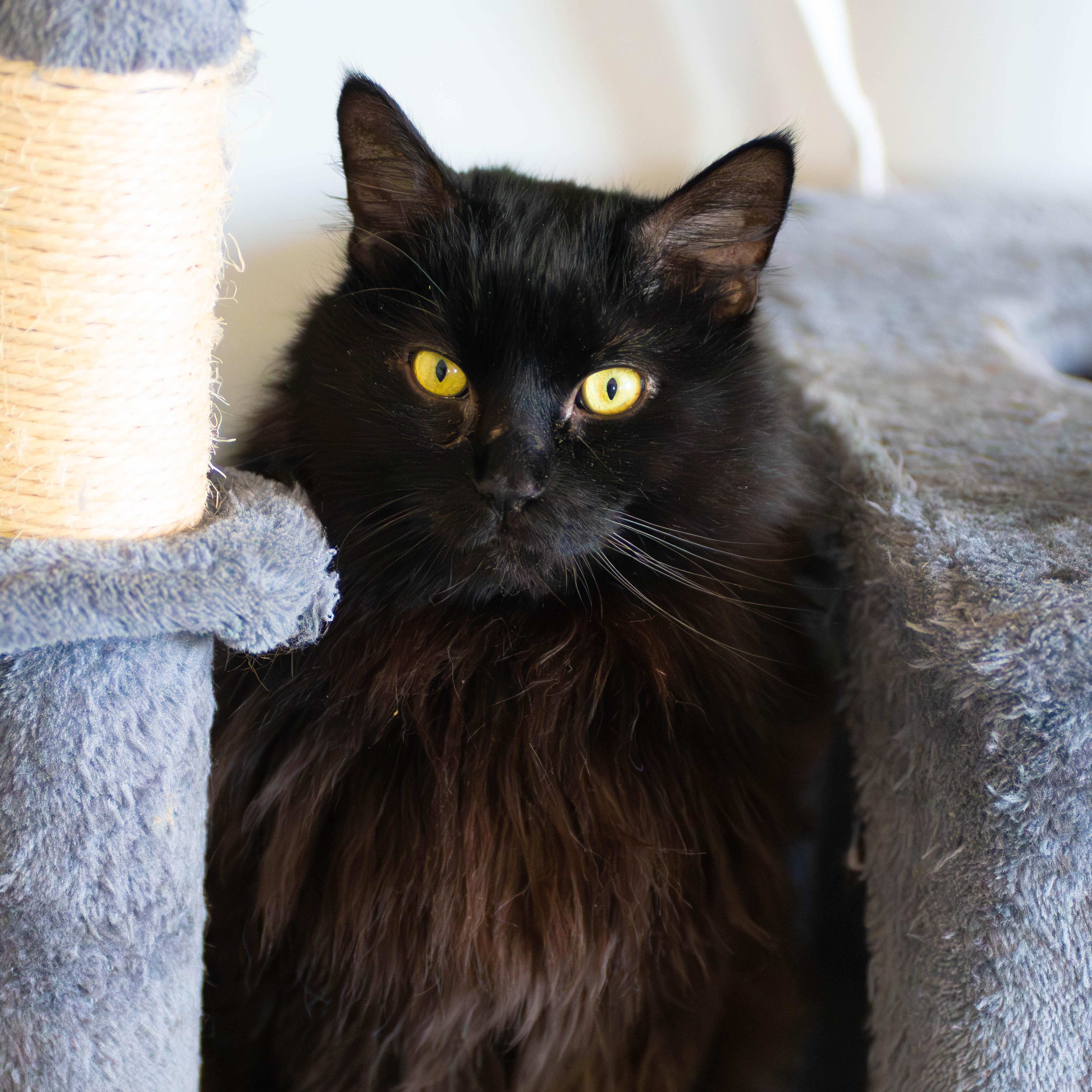 Enlarge Big Mac & Whopper, a ADOPTABLE Domestic Long Hair in Grass Valley, CA image 1/6