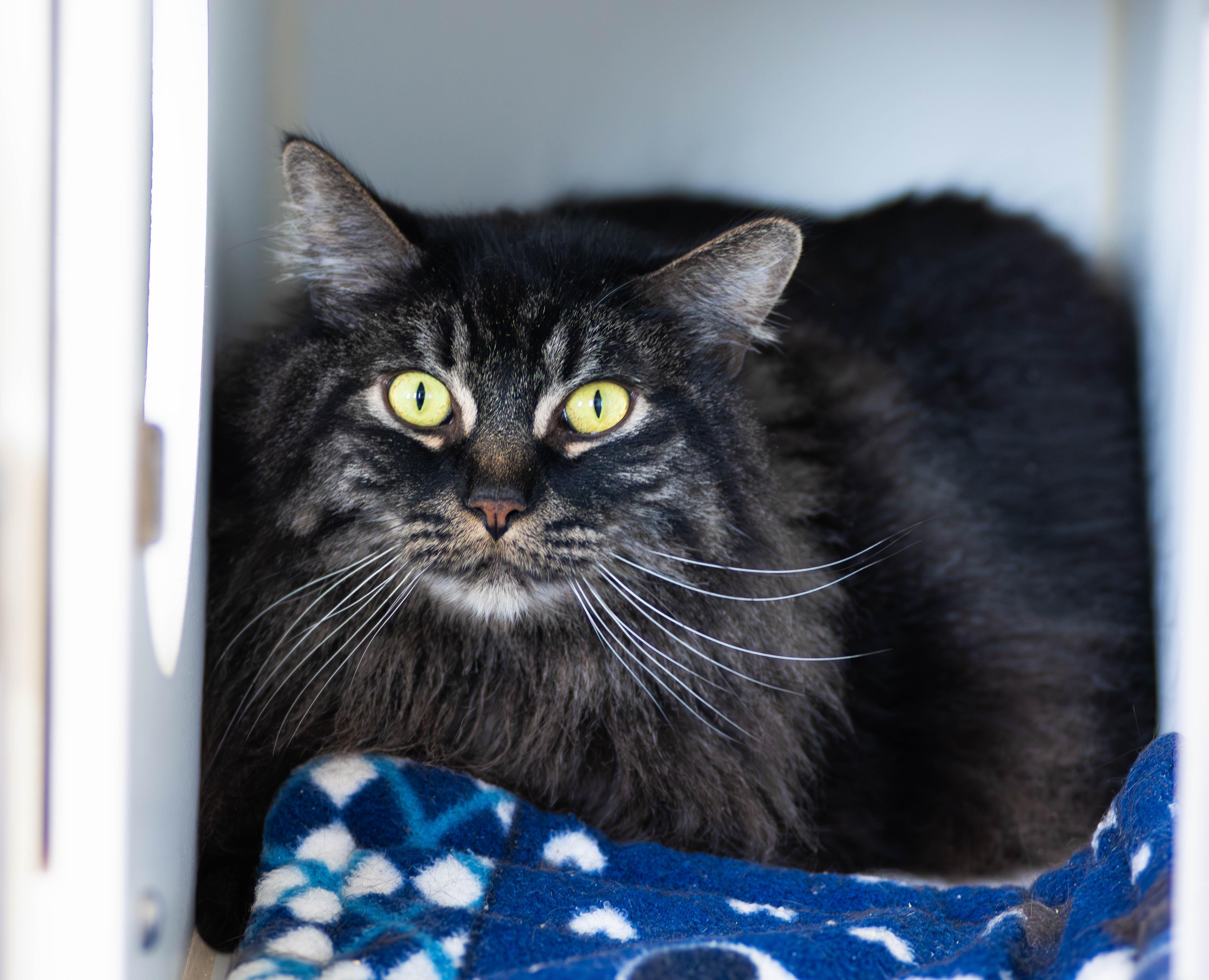 Enlarge Big Mac & Whopper, a ADOPTABLE Domestic Long Hair in Grass Valley, CA image 2/6