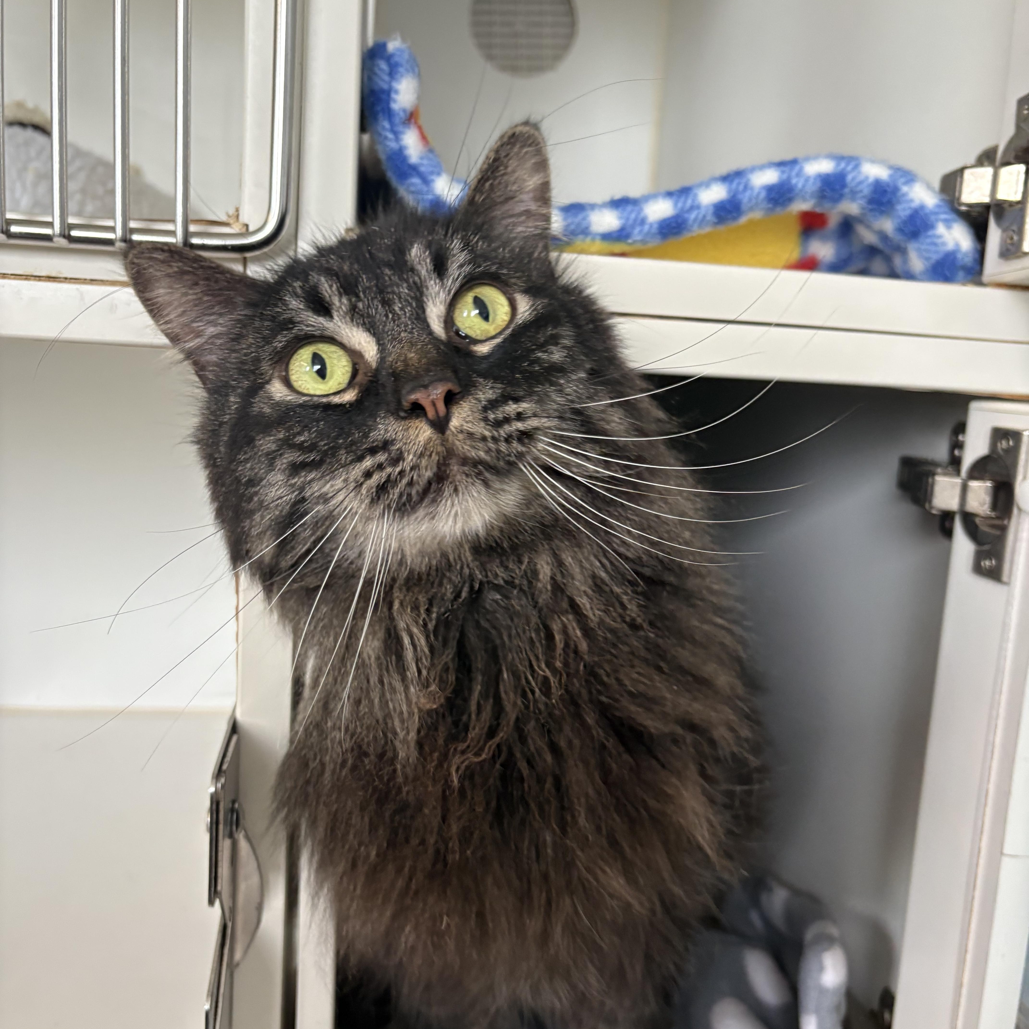 Enlarge Big Mac & Whopper, a ADOPTABLE Domestic Long Hair in Grass Valley, CA image 4/6