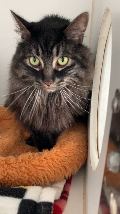 Enlarge Big Mac & Whopper, a ADOPTABLE Domestic Long Hair in Grass Valley, CA video 6/6