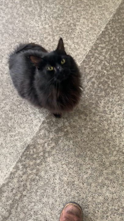 Enlarge Big Mac & Whopper, a ADOPTABLE Domestic Long Hair in Grass Valley, CA video 3/6