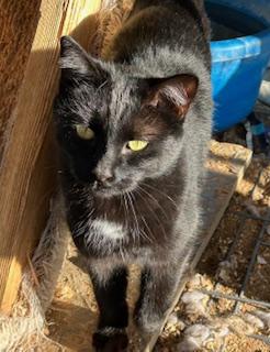 Enlarge ONYX, a Adoptable Domestic Short Hair in Norco, CA image 1/1